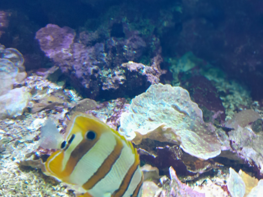 Aquarium de Lyon-La Mulatiere必去景点
