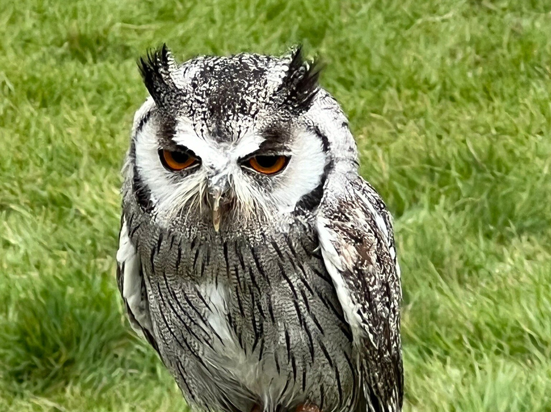 UK Owl And Raptor Centre-Groombridge必去景点