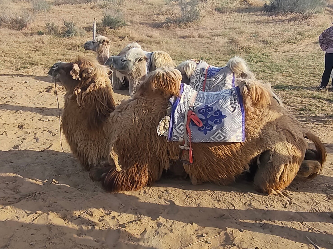 Qizilqum Safari Yurt Camp