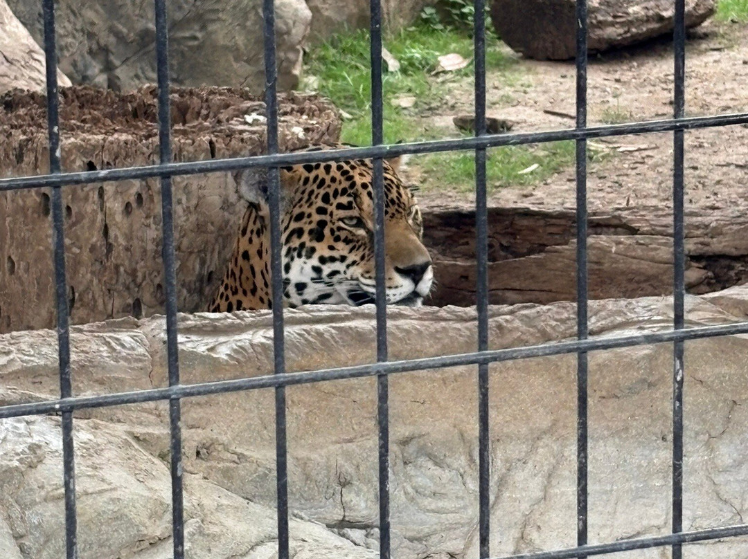 Animal World & Snake Farm Zoo-新布朗费尔斯必去景点
