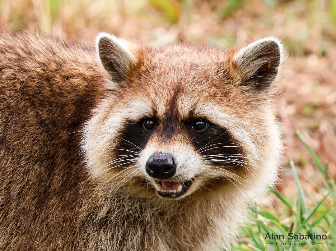 Wolds Wildlife Park-Horncastle必去景点