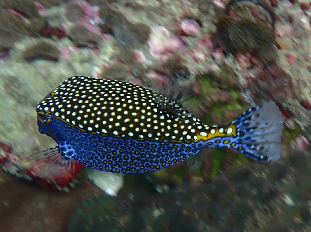 Divers Land Dive Club-Trincomalee必去景点