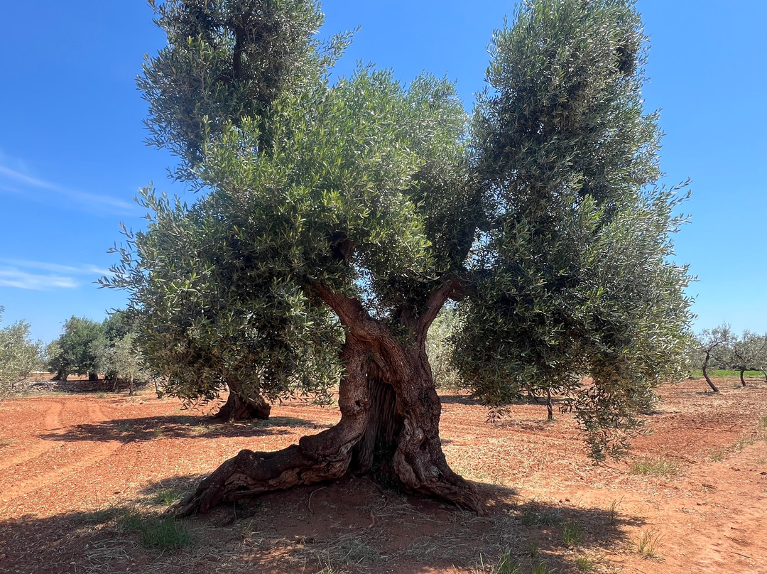 Oleifici Rotondo Luigi Olive Oil Tasting & Farm Tour-莫诺波利必去景点