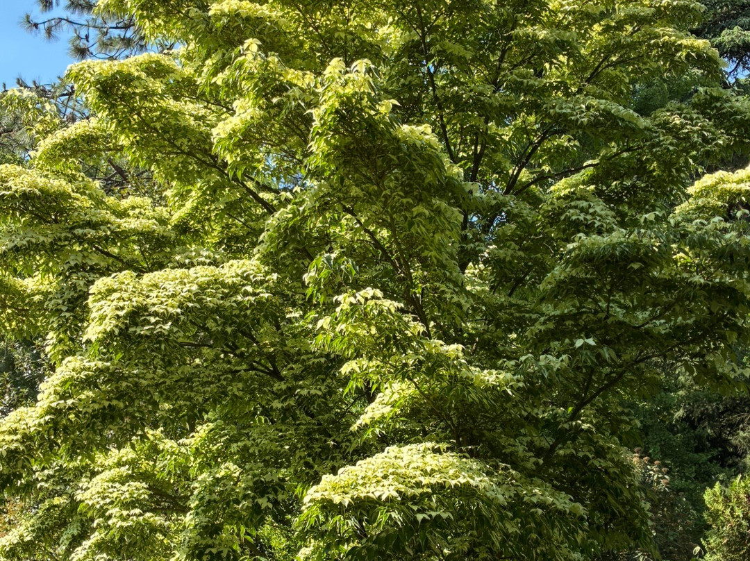 Arboretum Hinkeloord Wageningen