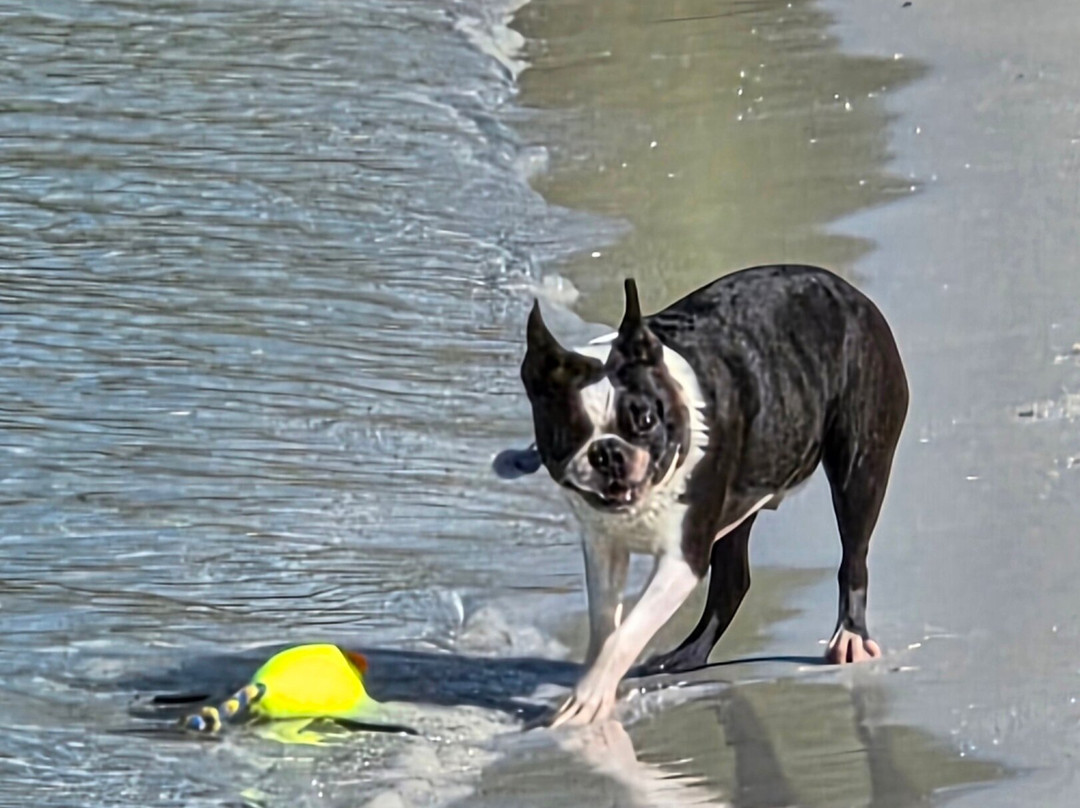 Bonita Springs Dog Park-博尼塔斯普林斯必去景点