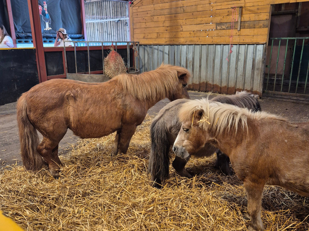 Farmer Teds Adventure Farm-Ormskirk必去景点