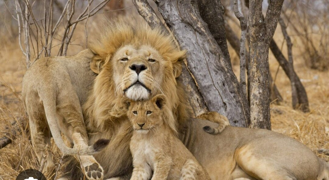 South Luangwa National Park-Mpika必去景点