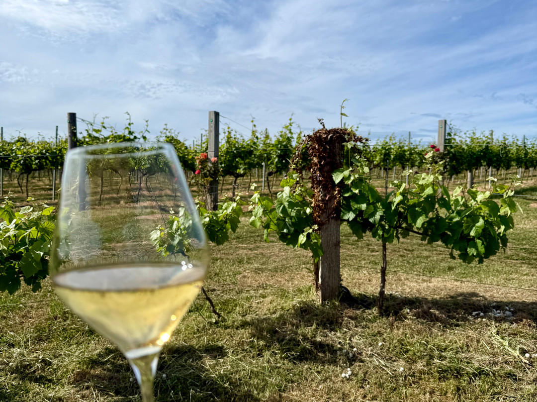 Langham Wine Estate Vineyard-多切斯特必去景点