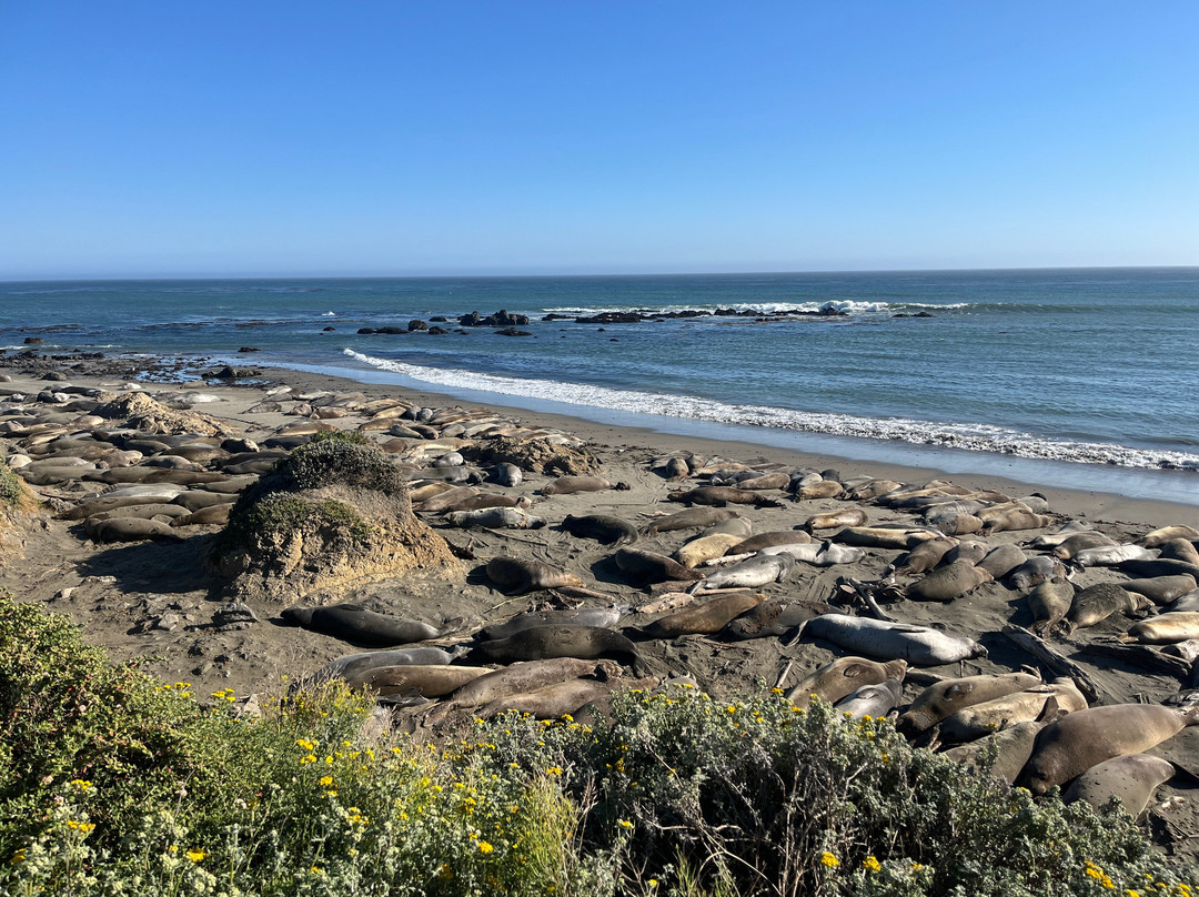 Elephant Seal Vista Point