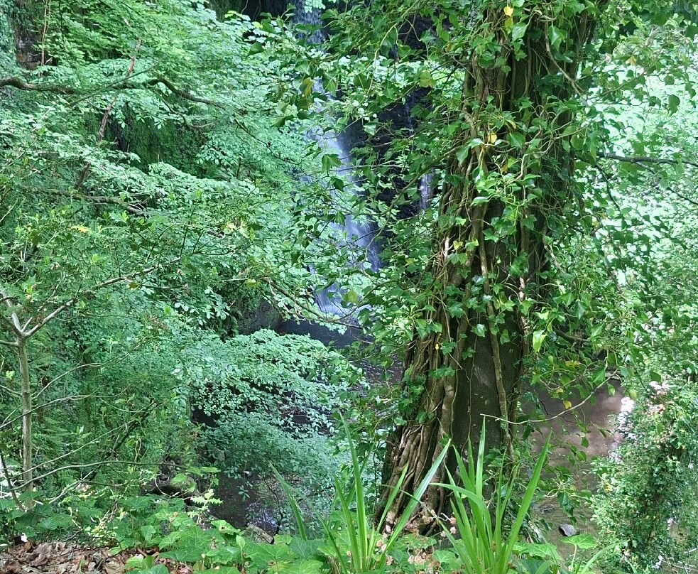 Falling Foss Tea Garden And Waterfall-惠特比必去景点