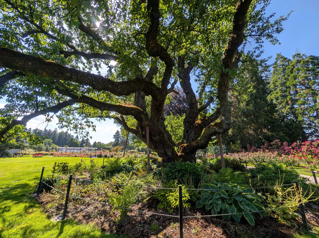 Owen Rose Garden-尤金必去景点
