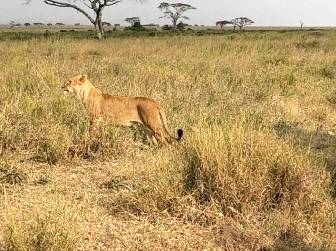 Tanzania-Experience-阿鲁沙必去景点
