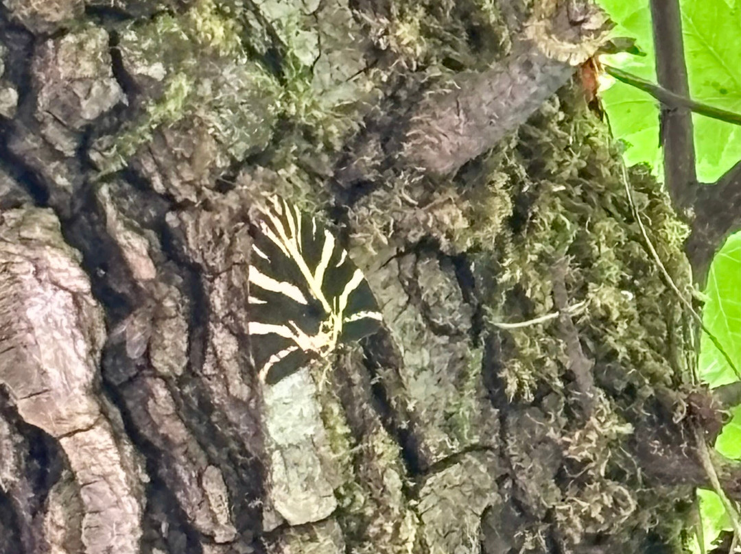 Valley of the Butterflies-Petaloudes必去景点