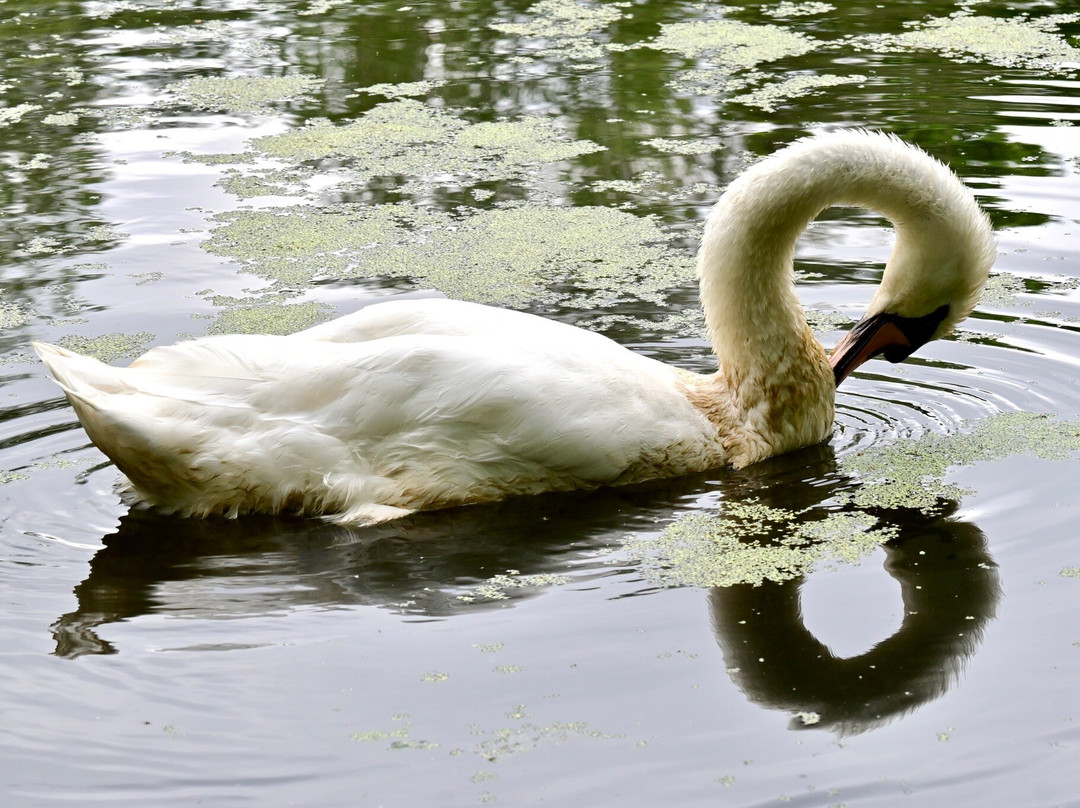 Whisby Nature Park-林肯必去景点
