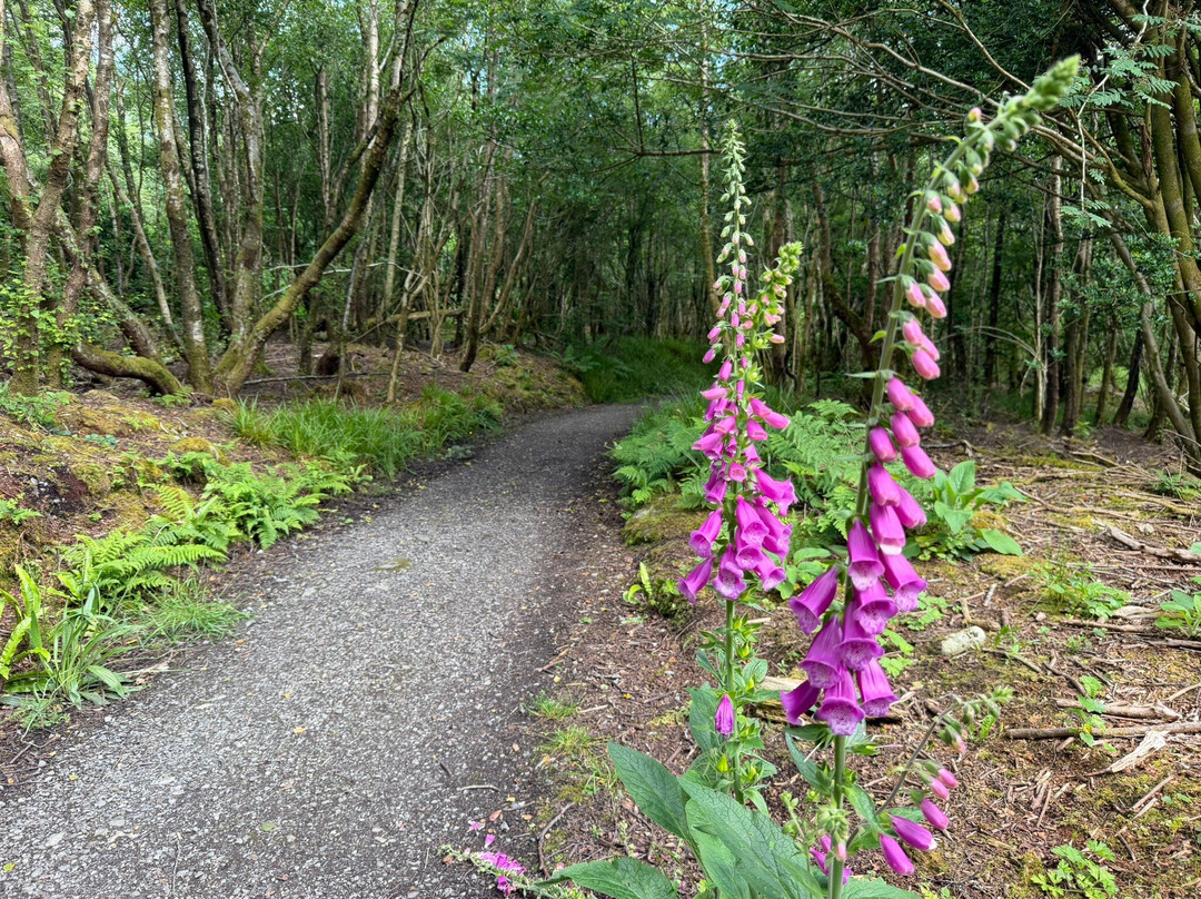 Benbulben Forest Walk-Drumcliff必去景点