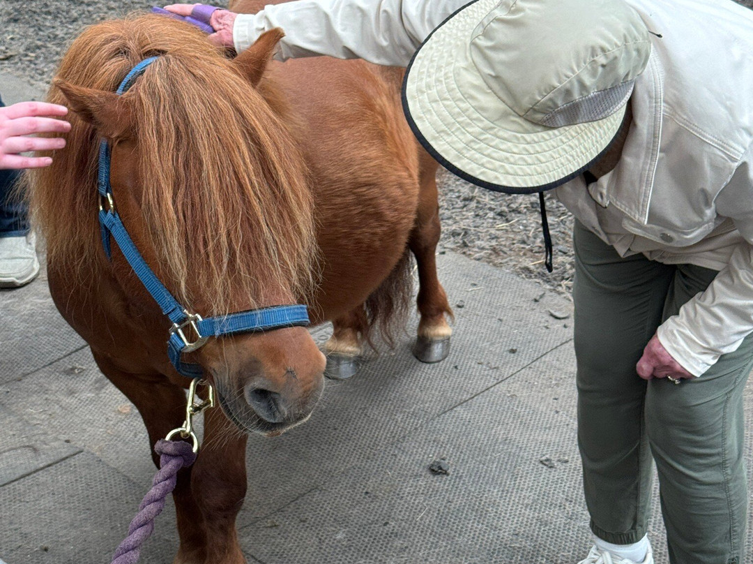 The Shetland Pony Experience-Papil必去景点