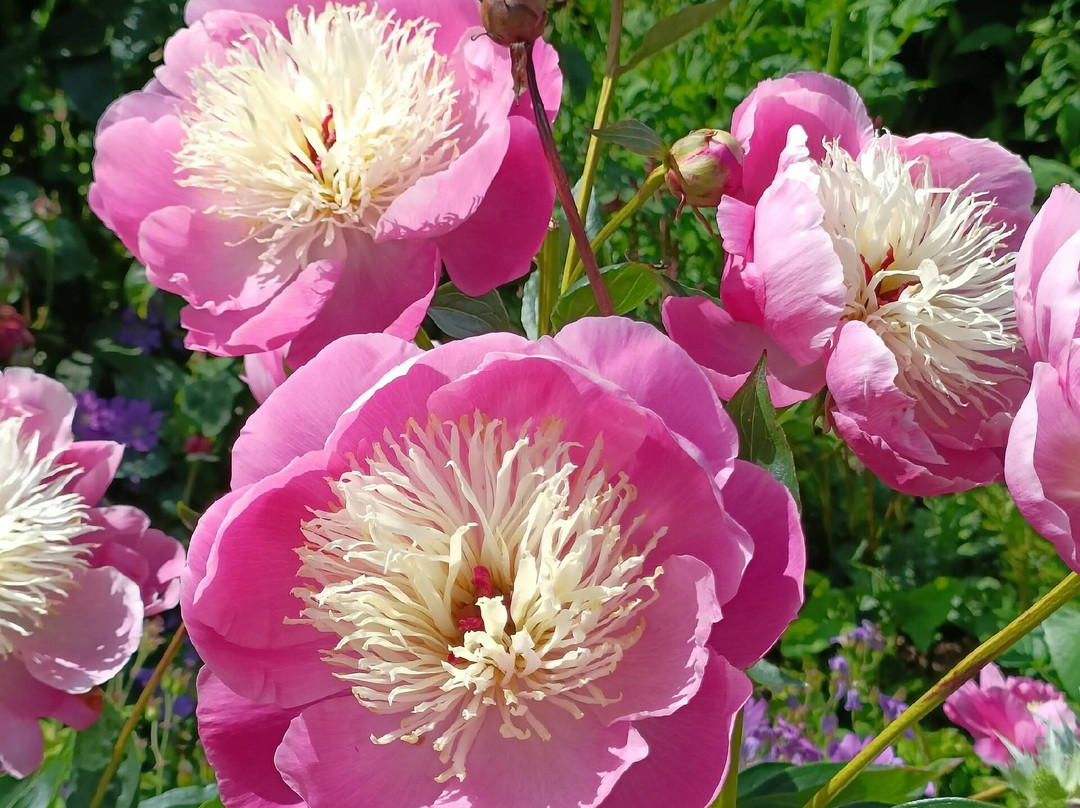Bangor Castle Walled Garden-班戈必去景点