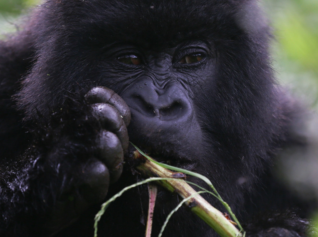 New Horizon Africa Safaris-吉佳利必去景点