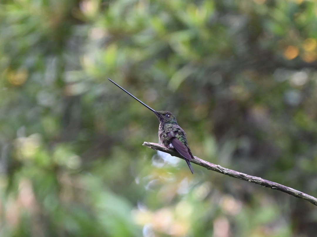 San Jorge Eco-Lodge & Botanical Reserve主图