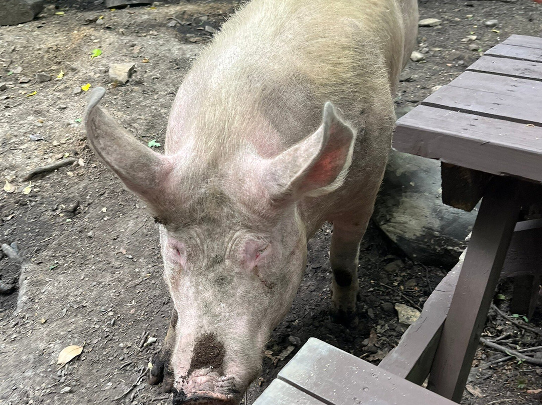 Pigs In The Wood-Huddersfield必去景点