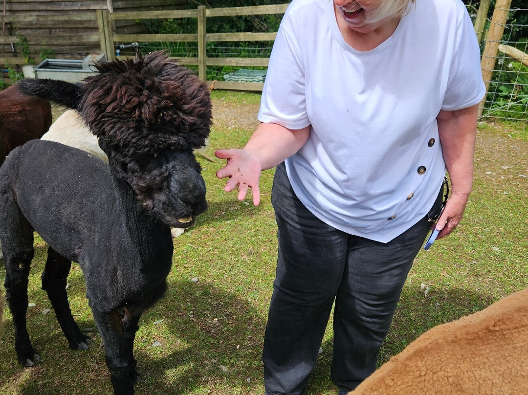 Alpacaly Ever After-Portinscale必去景点