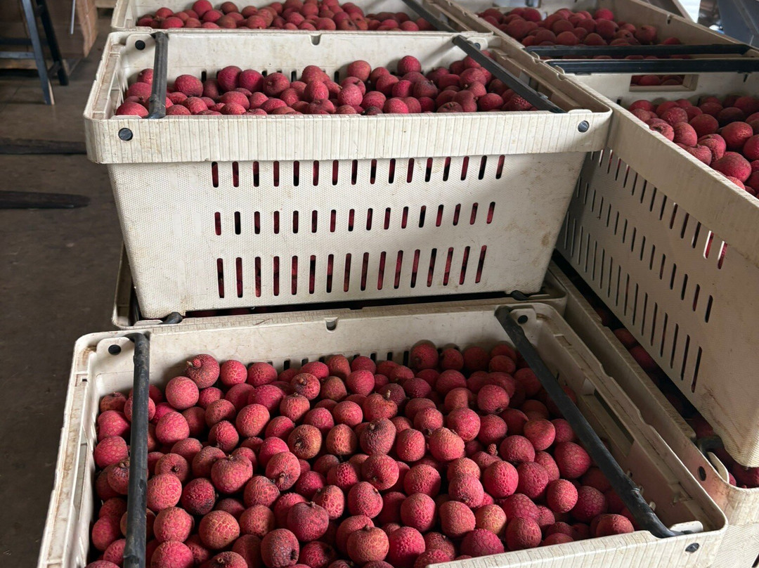 O.k. Farms (the Farm At Rainbow Falls)-希洛必去景点