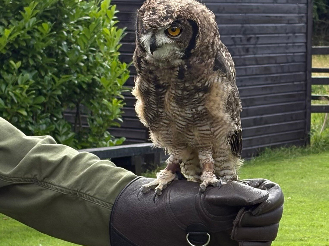 Falconry Kerry-基拉尼必去景点