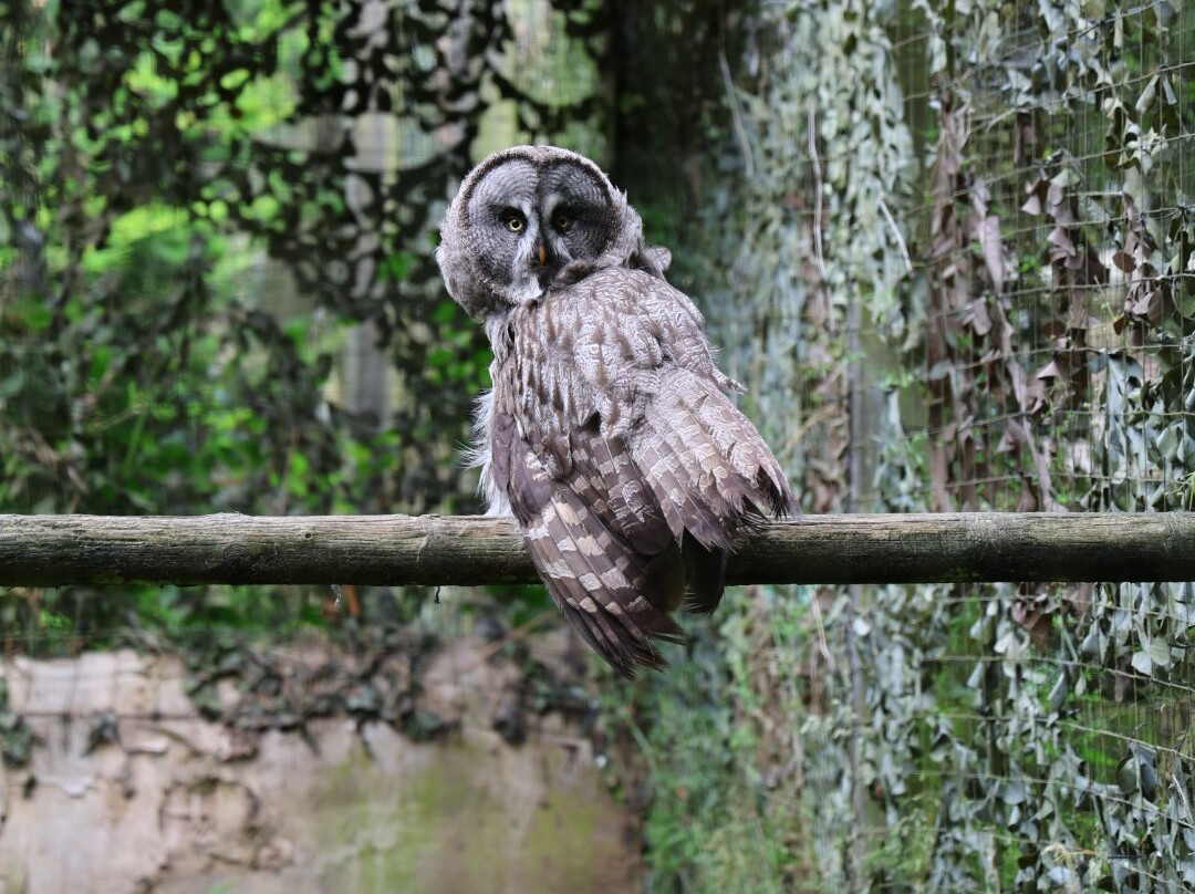 World of Owls-Randalstown必去景点