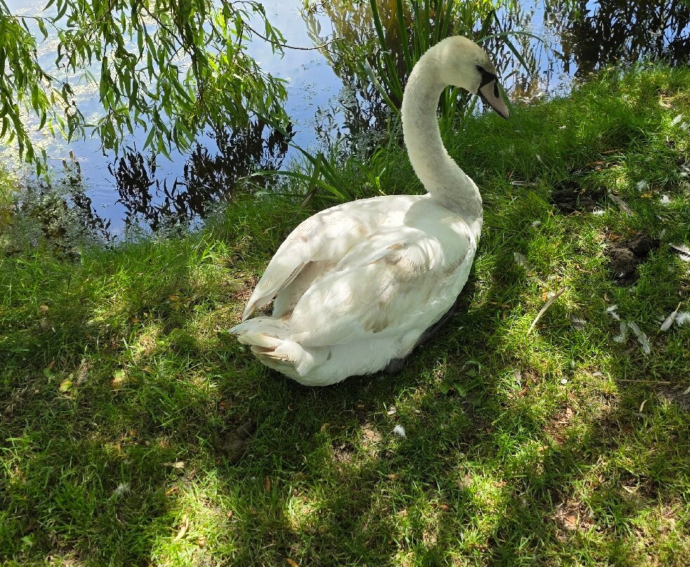 Bennetts Water Gardens-Chickerell必去景点