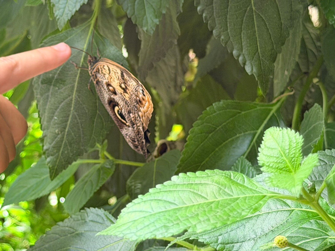 Buckfast Butterfly Farm And Dartmoor Otter Sanctuary-Buckfastleigh必去景点