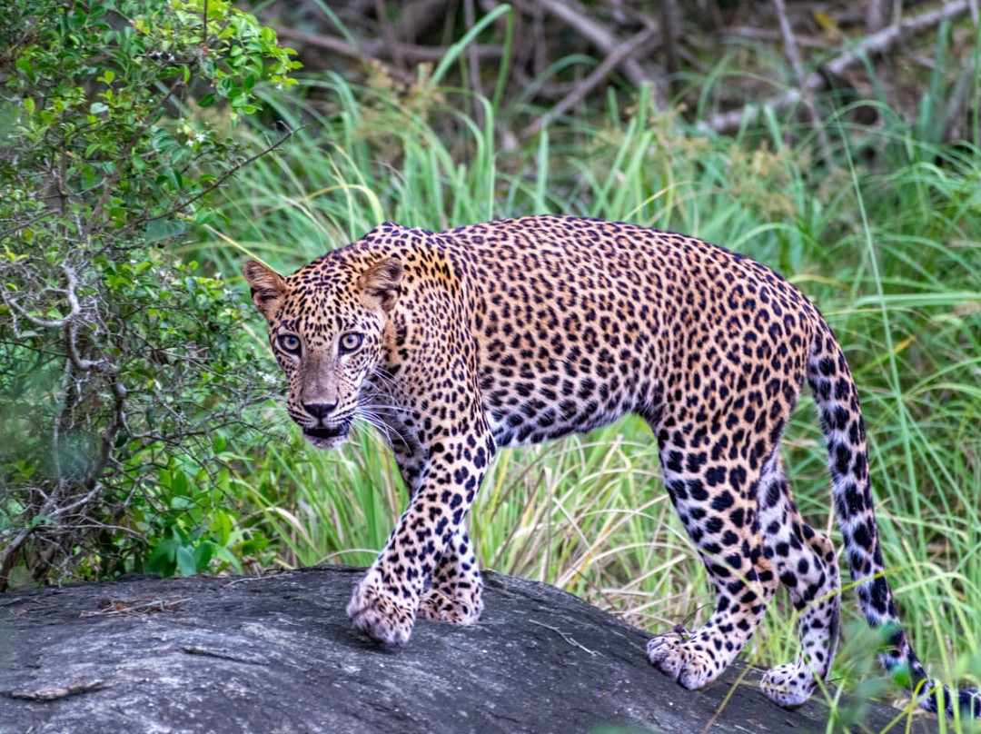 Safari Panama Sri Lanka-Panama必去景点