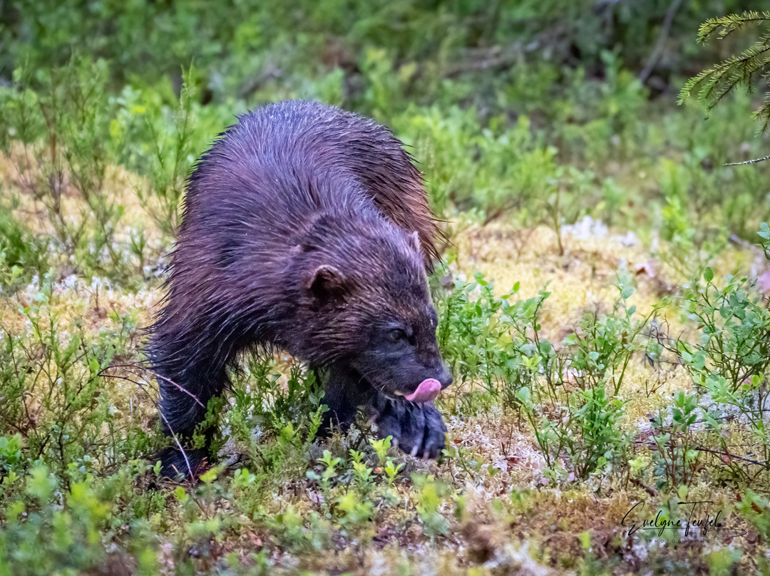 Boreal Wildlife Centre-Kuhmo必去景点
