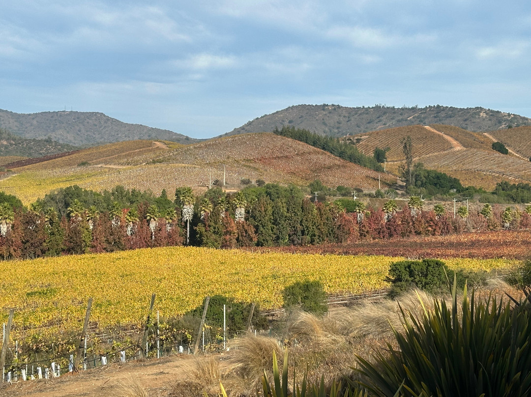 Kingston Family Vineyards-卡萨布兰卡必去景点