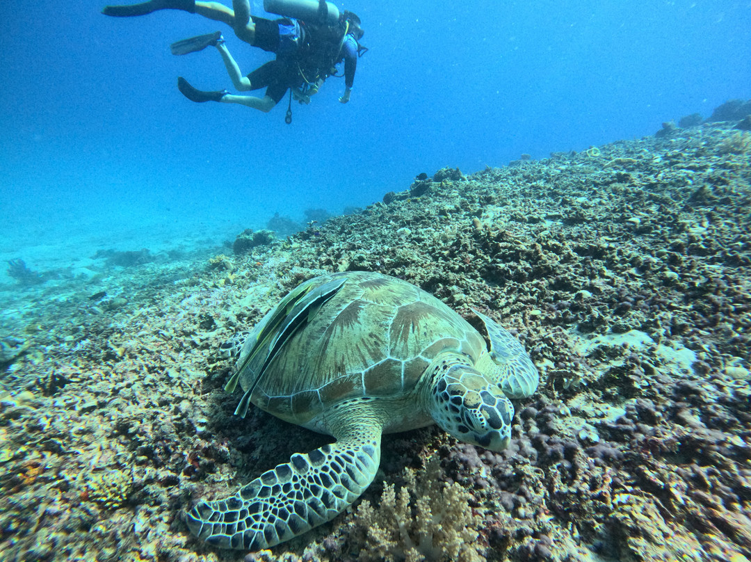 Meno Dive Club-Gili Meno必去景点