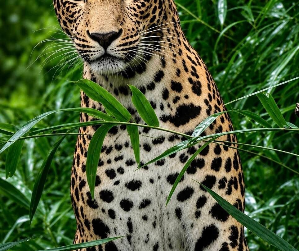 Bhadra Wildlife Sanctuary-契克马加卢必去景点