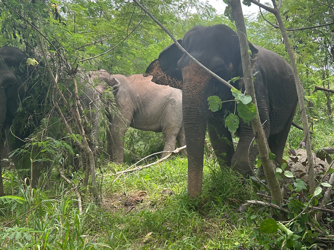 The Lake Phuket Elephant Home-Thep Krasatti必去景点