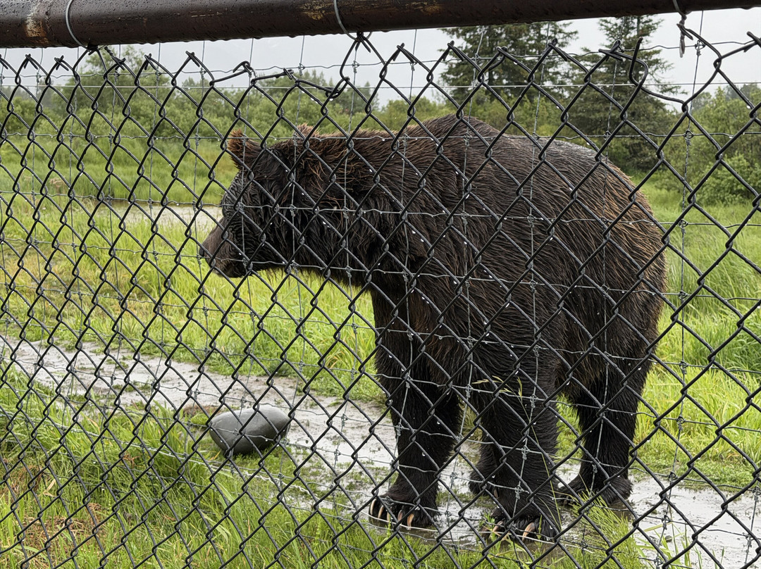 Alaska Wildlife Conservation Center-戈德伍德必去景点