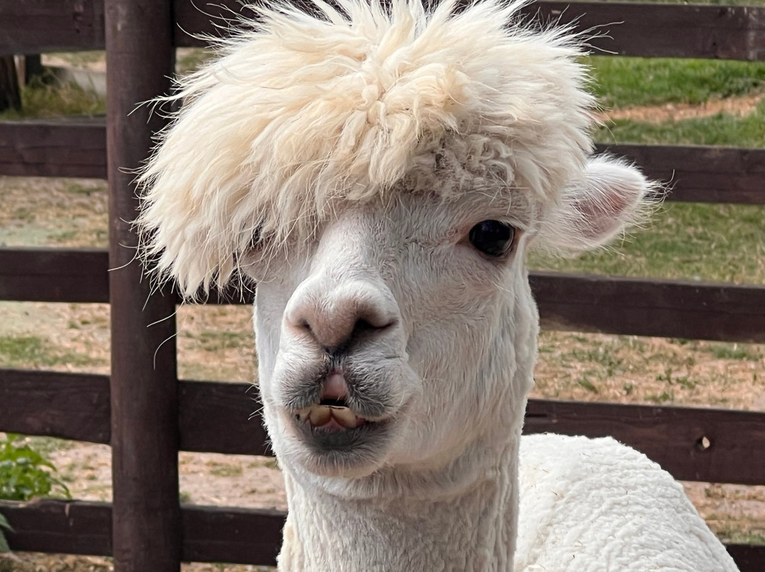 Blackwater Alpacas & Pygmy Goats-布伦特里必去景点