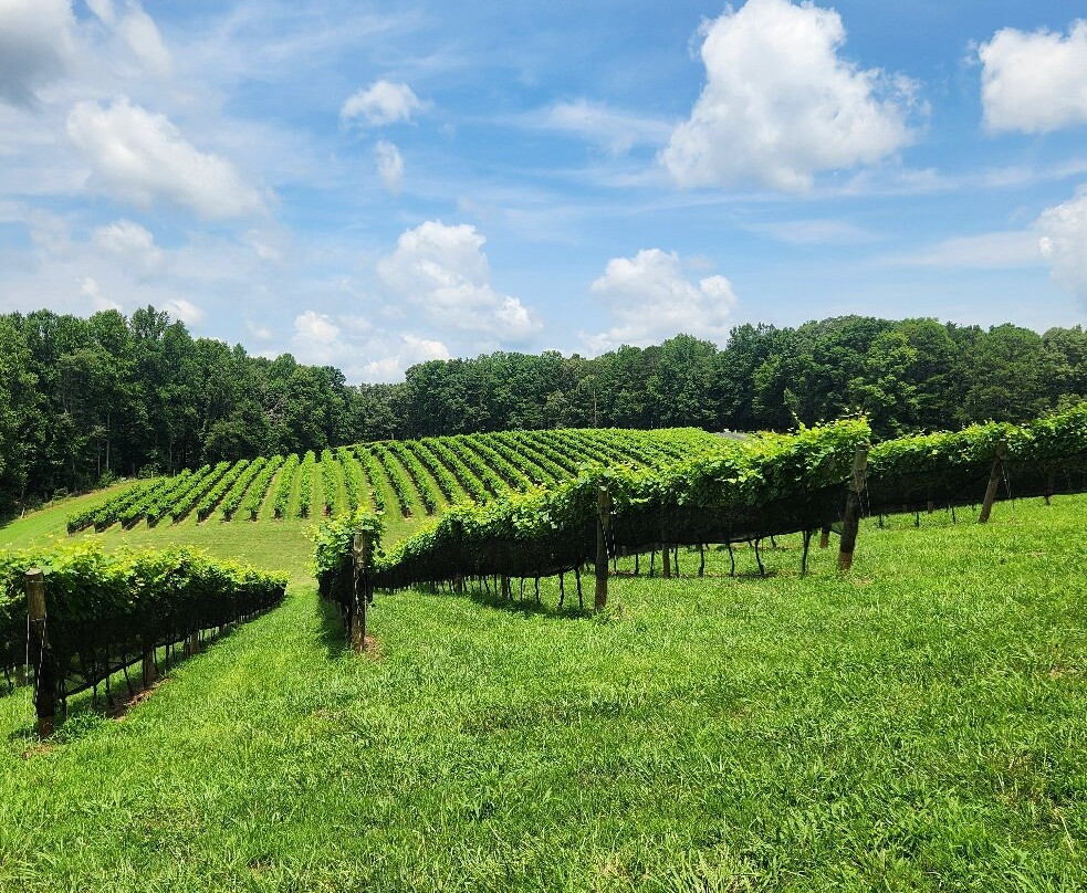 Roo Mountain Vineyards and Bistro 21+-Ellijay必去景点