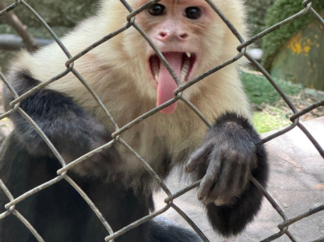 Refugio Animal De Costa Rica-圣安娜必去景点