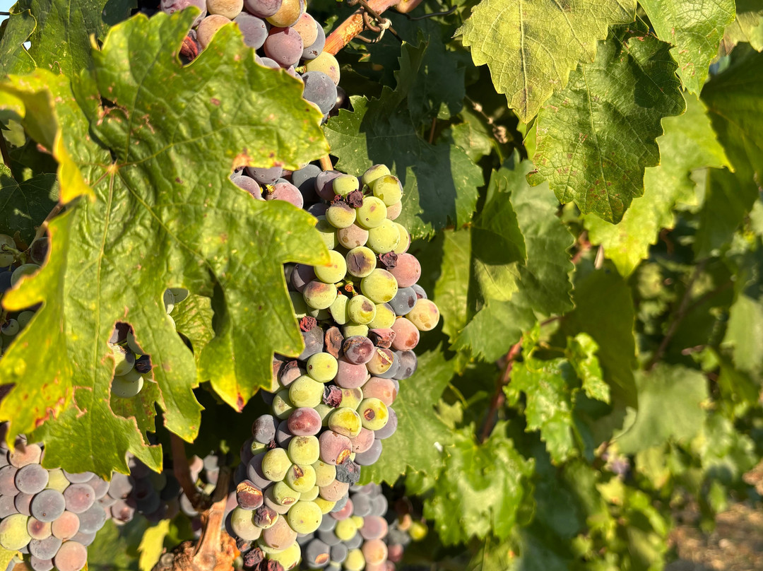 Alpeta Agrotourism & Winery-培拉特必去景点