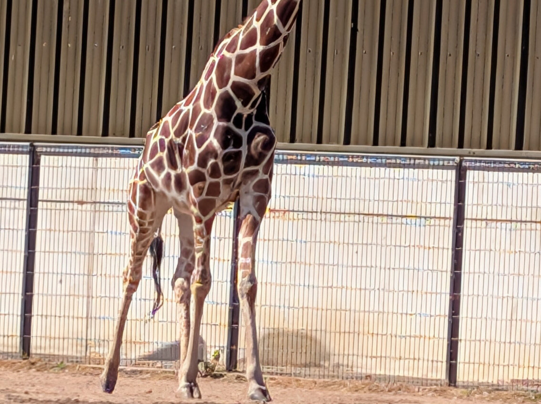 Yorkshire Wildlife Park-Auckley必去景点