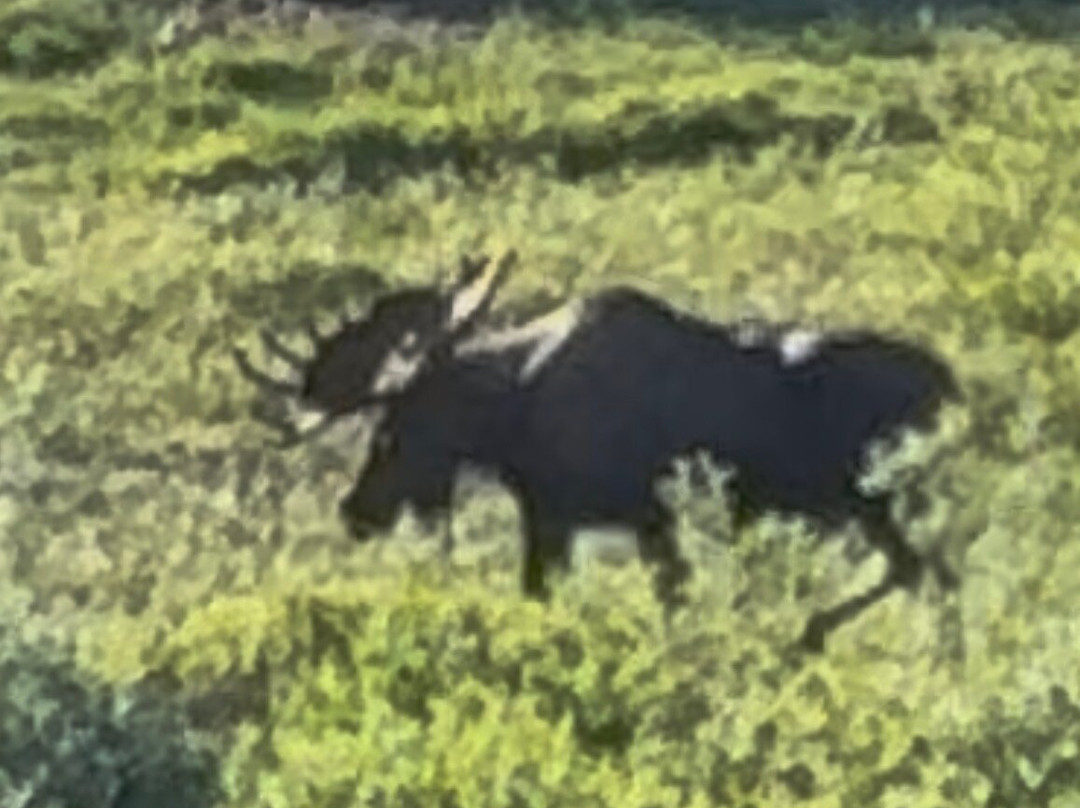 Tundra Wilderness Tour-Denali Park必去景点