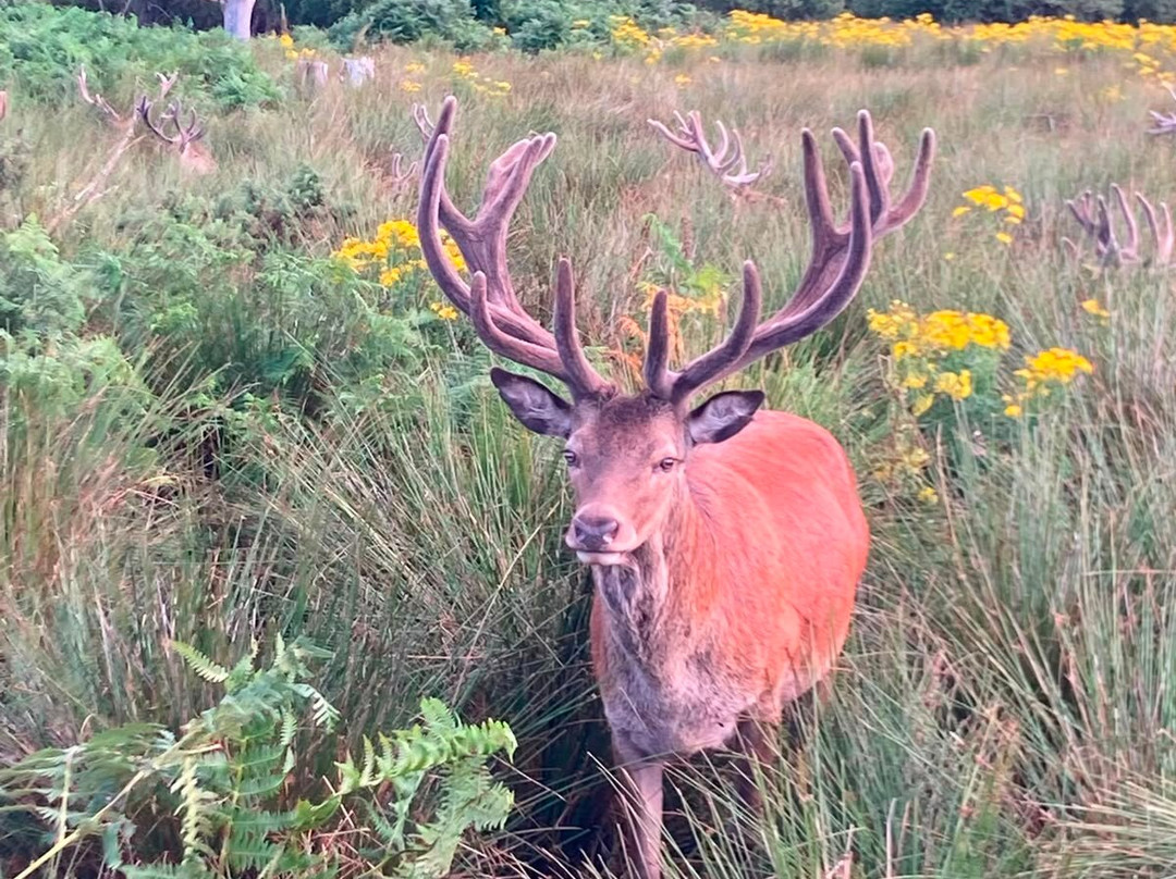 Bainloch Deer Park-Dalbeattie必去景点