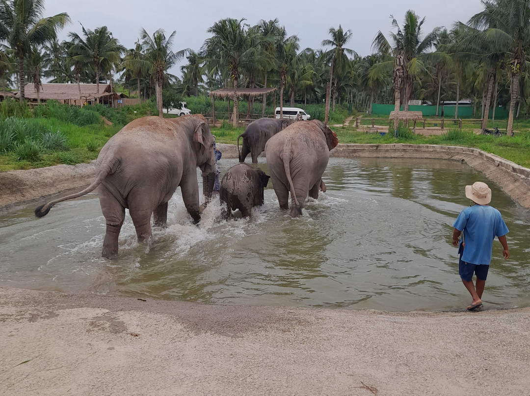 Living Green Elephant Sanctuary-清迈必去景点