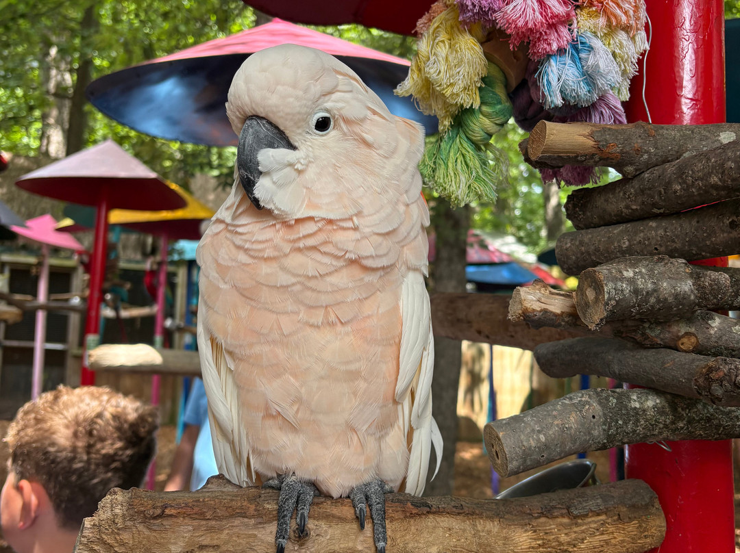 Parrot Mountain & Gardens-皮金福奇必去景点