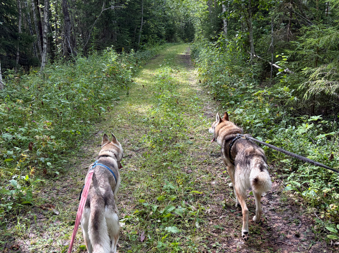 Nordic Husky Farm-Stromsund必去景点