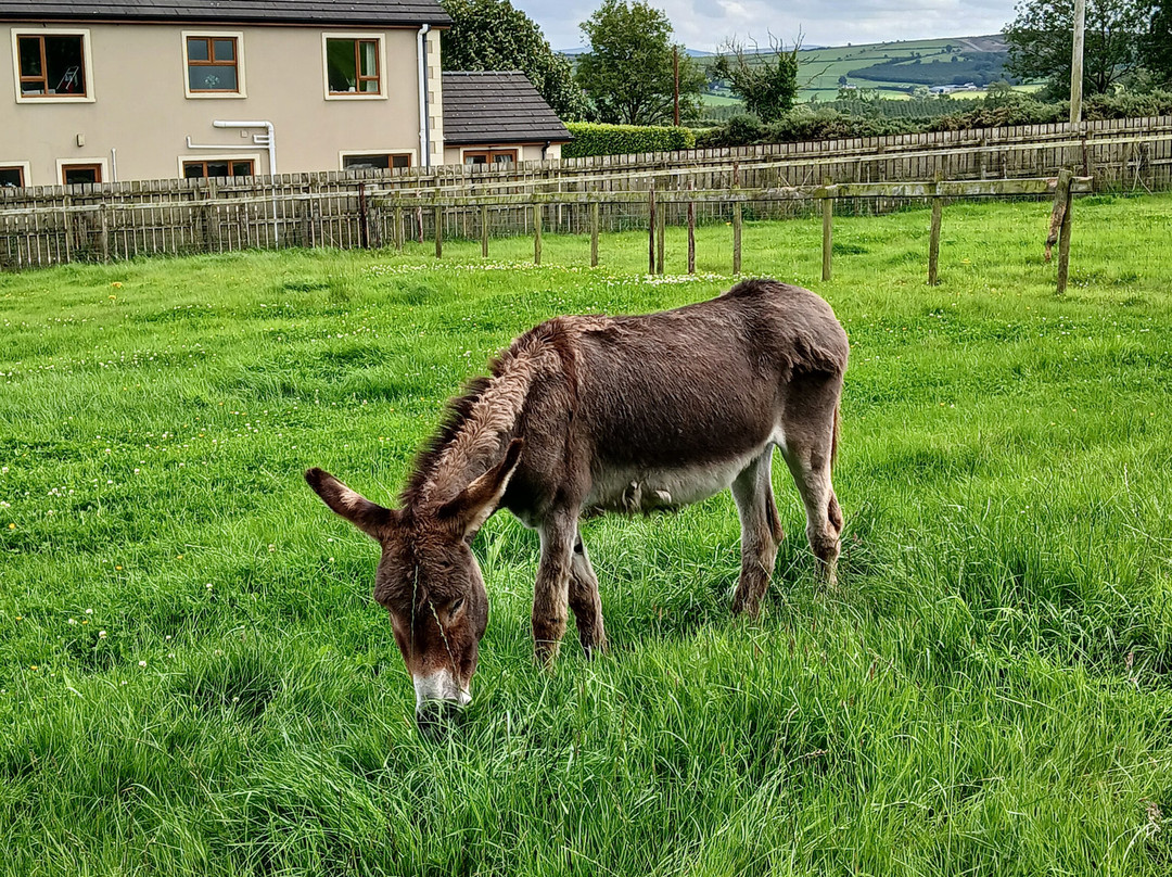 Donegal Donkey Sanctuary-Raphoe必去景点