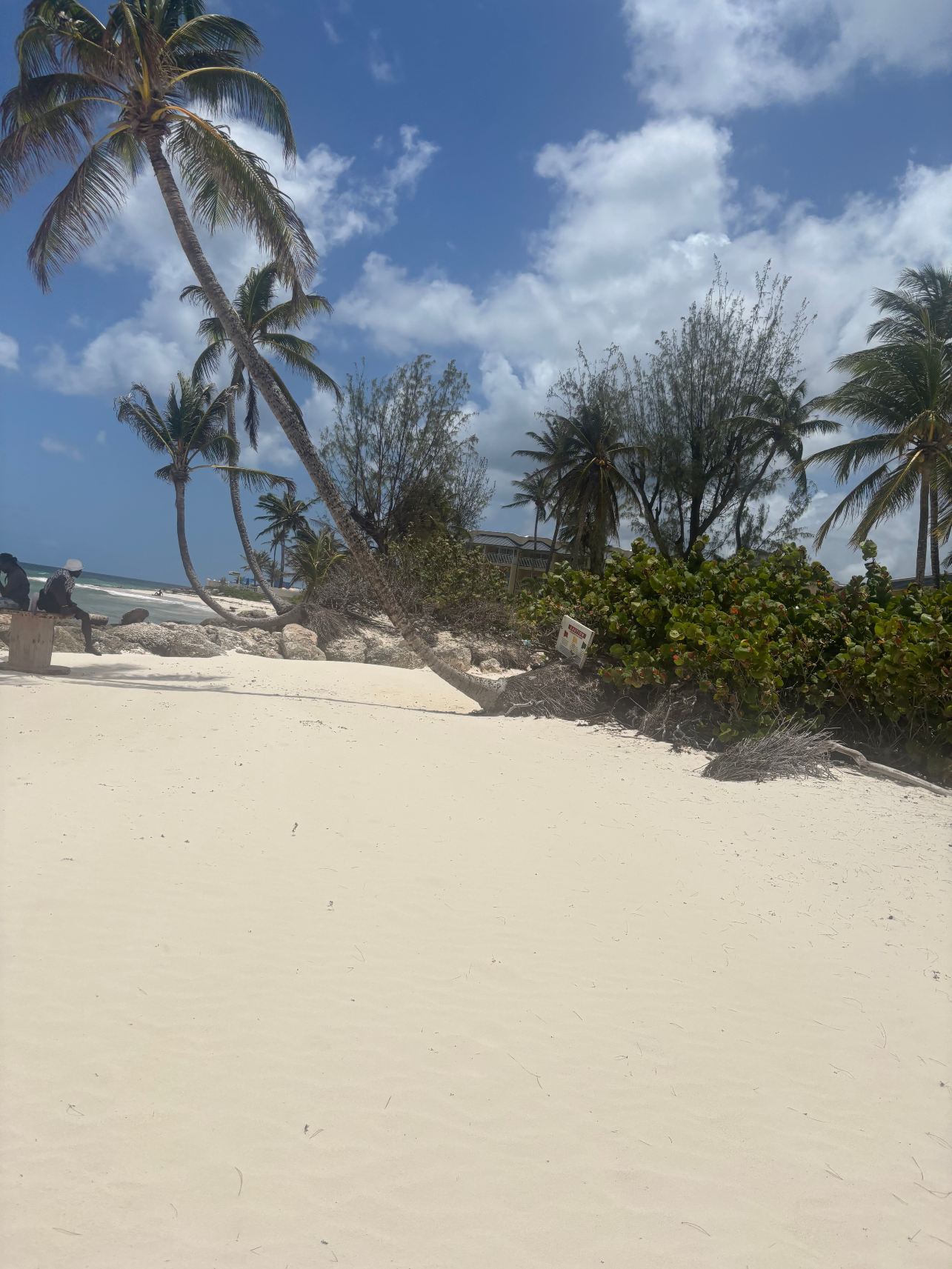 巴巴多斯三角梅酒店-旅行者