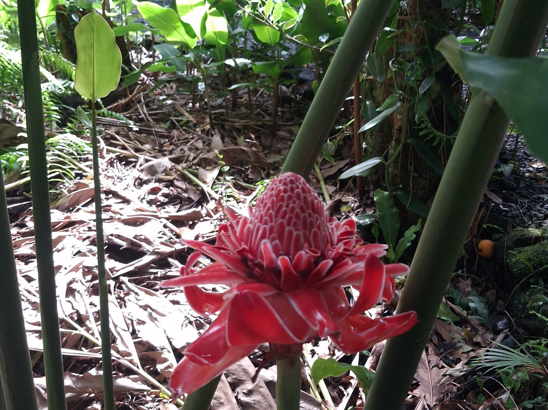 Jardin des Parfums et des Epices-Saint-Philippe必去景点
